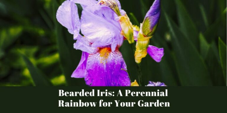 Bearded Iris: A Perennial Rainbow for Your Garden