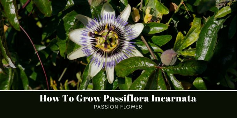 Passion Flower: How To Grow Passiflora Incarnata
