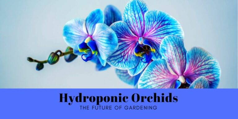 Hydroponic Orchids: The Future of Gardening