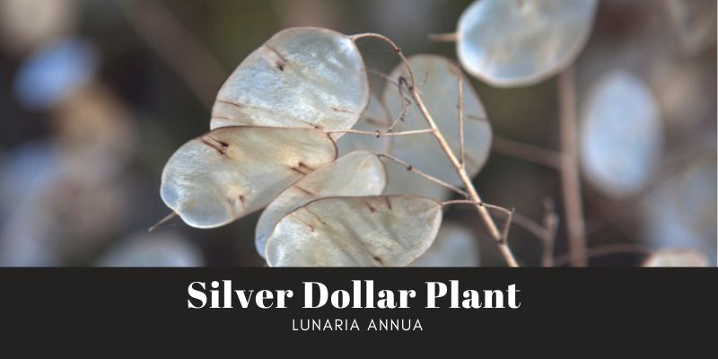Silver Dollar Plant 