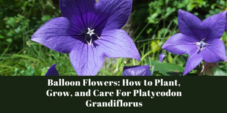 Balloon Flowers: How to Plant, Grow, and Care For Platycodon Grandiflorus