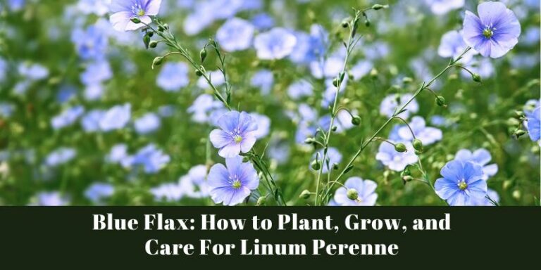 Blue Flax: How to Plant, Grow, and Care For Linum Perenne