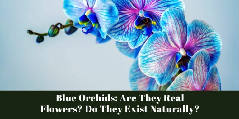 Blue Orchids: Are They Real Flowers? Do They Exist Naturally?