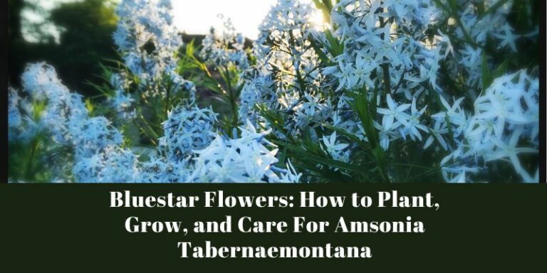 Bluestar Flowers: How to Plant, Grow, and Care For Amsonia Tabernaemontana