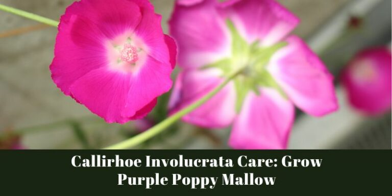 Callirhoe Involucrata Care: Grow Purple Poppy Mallow