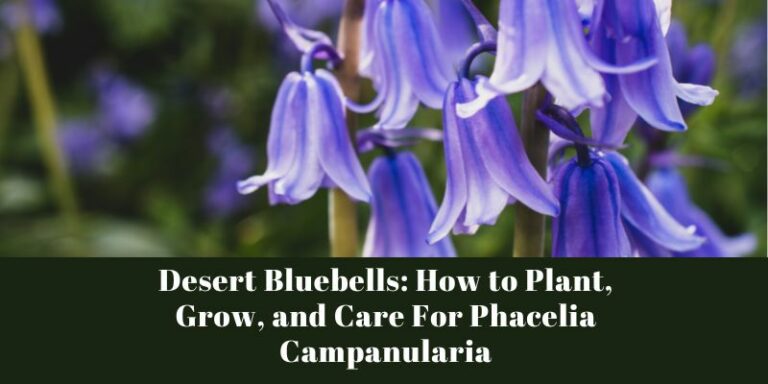 Desert Bluebells: How to Plant, Grow, and Care For Phacelia Campanularia