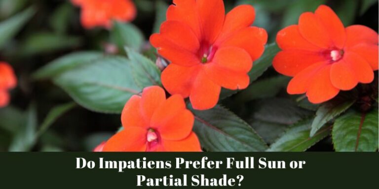 Do Impatiens Prefer Full Sun or Partial Shade?