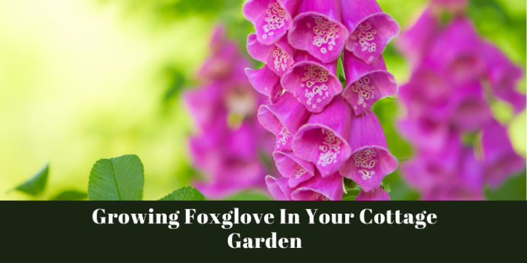 Growing Foxglove In Your Cottage Garden
