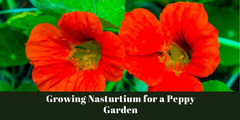 Growing Nasturtium for a Peppy Garden