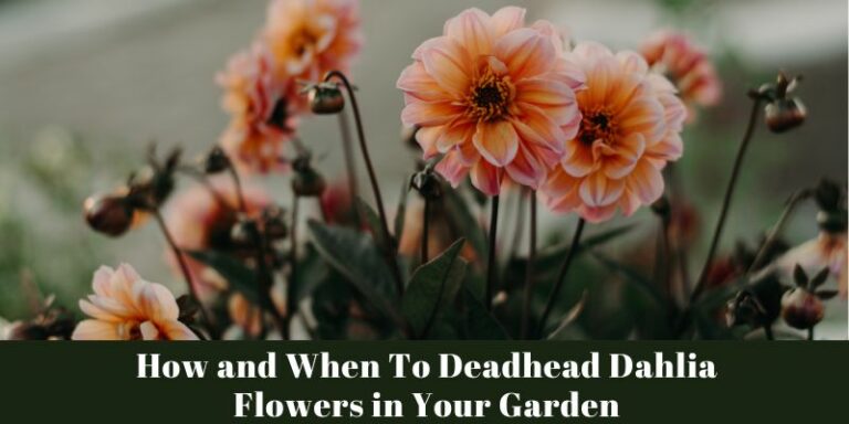 How and When To Deadhead Dahlia Flowers in Your Garden