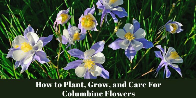 How to Plant, Grow, and Care For Columbine Flowers