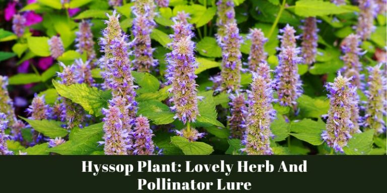 Hyssop Plant: Lovely Herb And Pollinator Lure