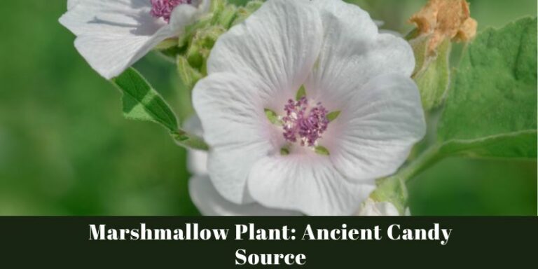 Marshmallow Plant: Ancient Candy Source
