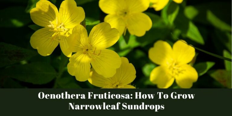 Oenothera Fruticosa: How To Grow Narrowleaf Sundrops