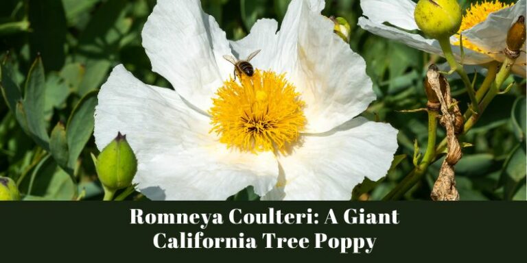 Romneya Coulteri: A Giant California Tree Poppy