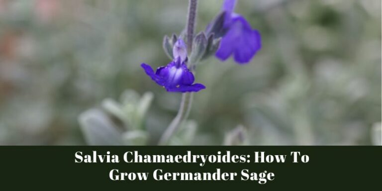Salvia Chamaedryoides: How To Grow Germander Sage