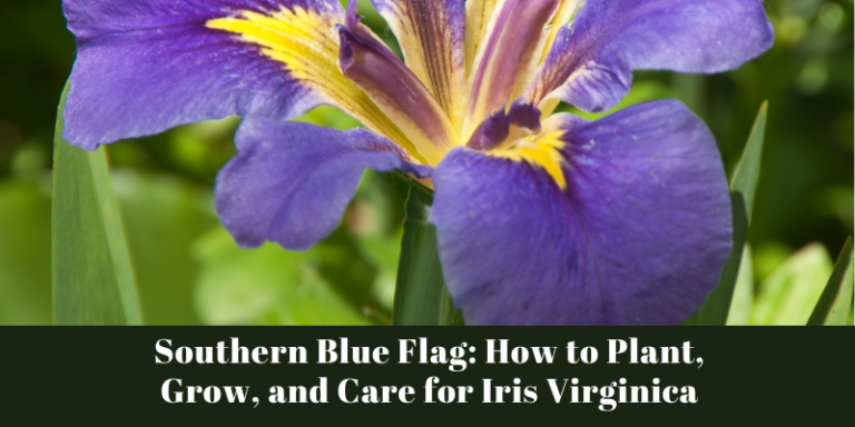 Southern Blue Flag: How to Plant, Grow, and Care for Iris Virginica