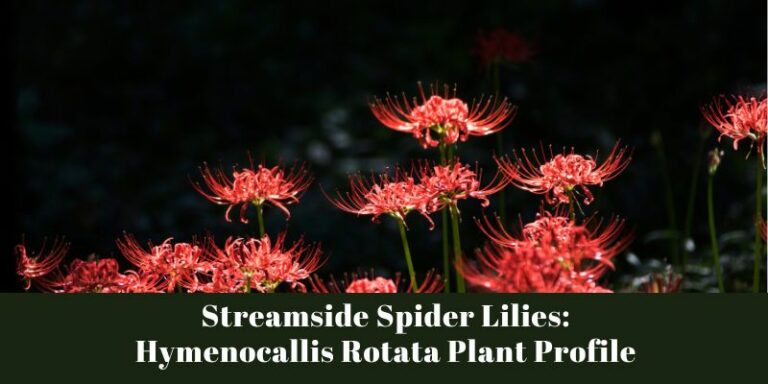 Streamside Spider Lilies: Hymenocallis Rotata Plant Profile