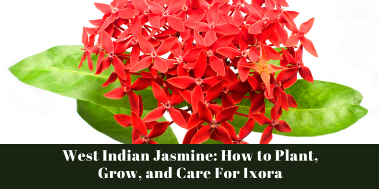 West Indian Jasmine: How to Plant, Grow, and Care For Ixora