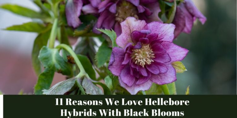 11 Reasons We Love Hellebore Hybrids With Black Blooms