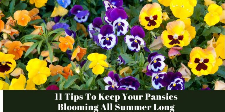 11 Tips To Keep Your Pansies Blooming All Summer Long