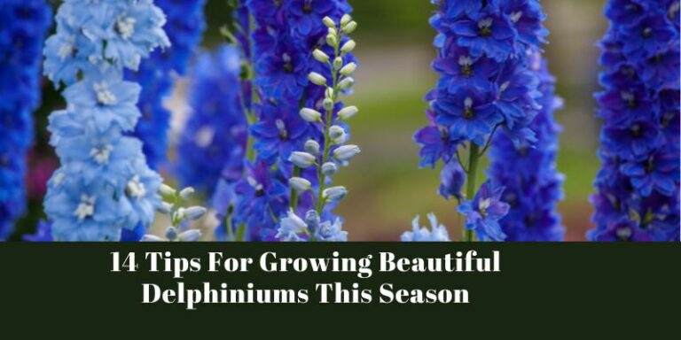 Tips For Growing Beautiful Delphiniums This Season
