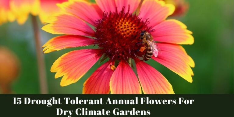 Drought Tolerant Annual Flowers For Dry Climate Gardens
