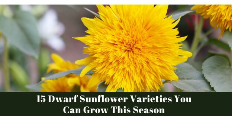 Exploring Dwarf Sunflower Varieties for Compact Spaces