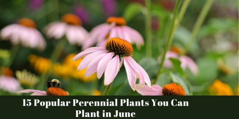 Top Perennial Plants You Can Plant in June