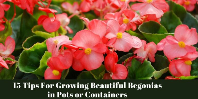 Tips For Growing Beautiful Begonias in Pots or Containers