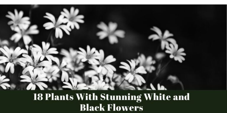 Plants With Stunning White and Black Flowers