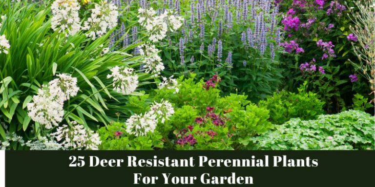 25 Deer Resistant Perennial Plants For Your Garden
