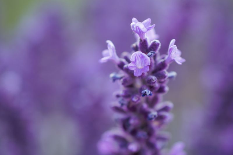 A Quick Dip into Lavender's Popularity