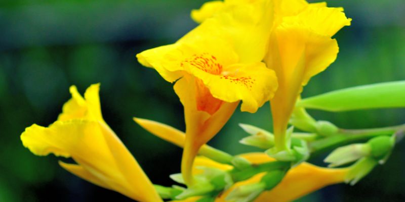 All About Canna Lilies