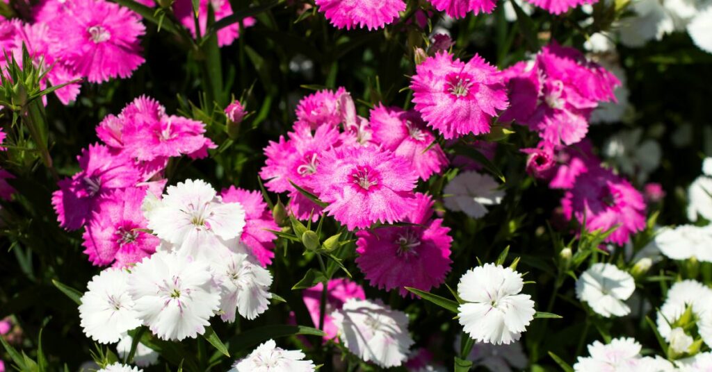 All About Dianthus