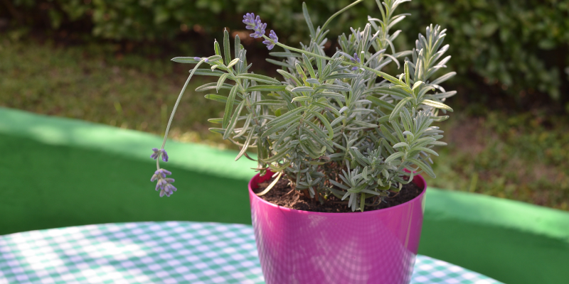 All About Growing Lavender