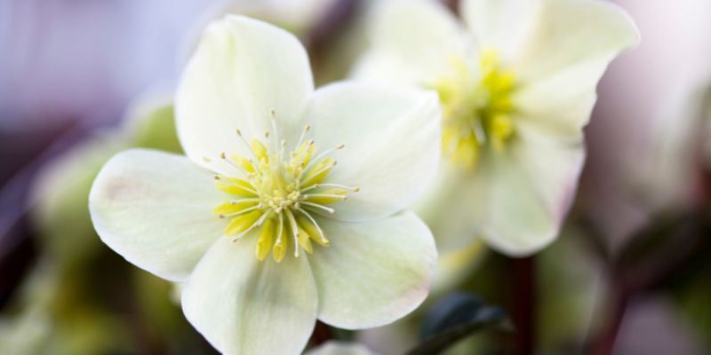 All About  Hellebore Flowers