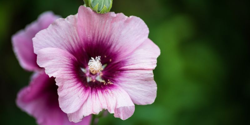 All About Hollyhocks
