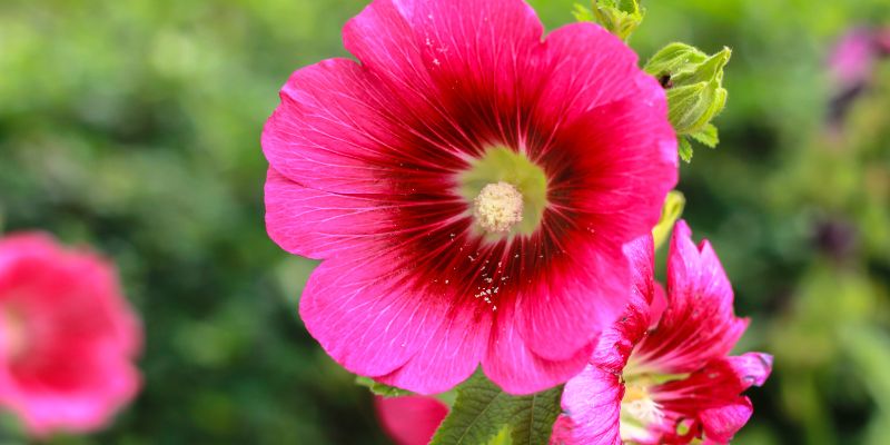 All About Hollyhocks