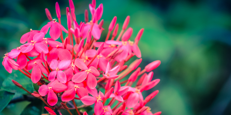 All About Ixora