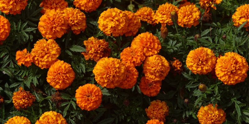 All About Marigold Flowers