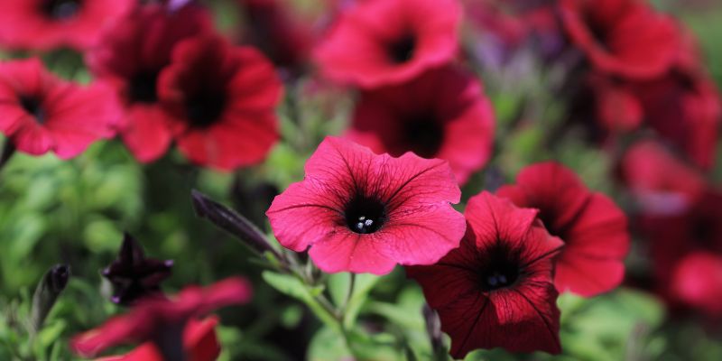 All About  Petunias