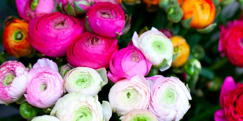 All About Ranunculus