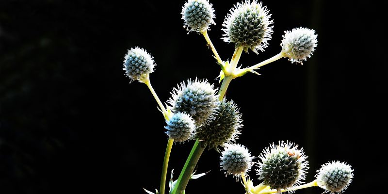 All About Rattlesnake Master
