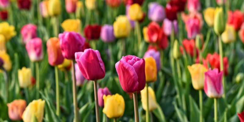 All About Tulips