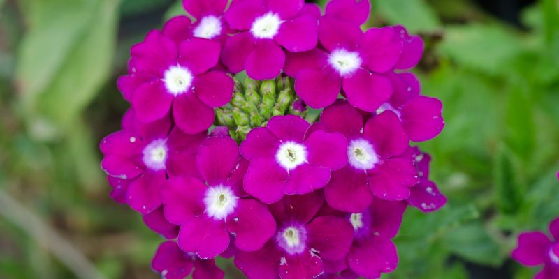 All About Verbena