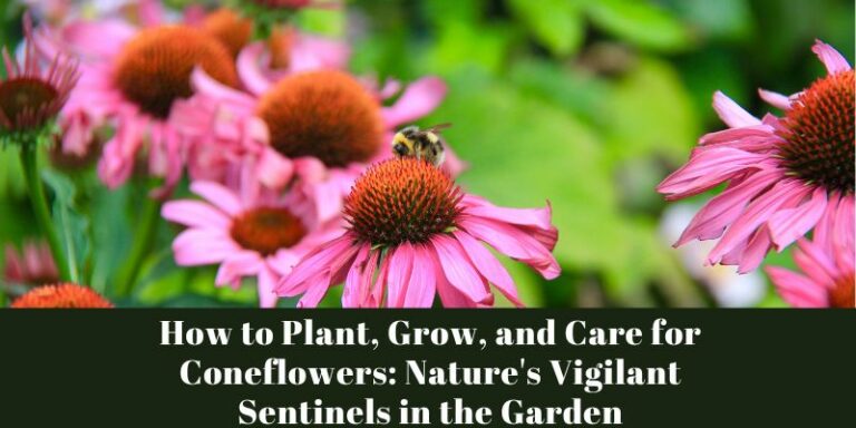 How to Plant, Grow, and Care for Coneflowers: Nature’s Vigilant Sentinels in the Garden