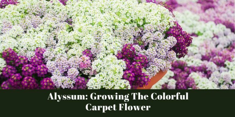 Alyssum: Growing The Colorful Carpet Flower