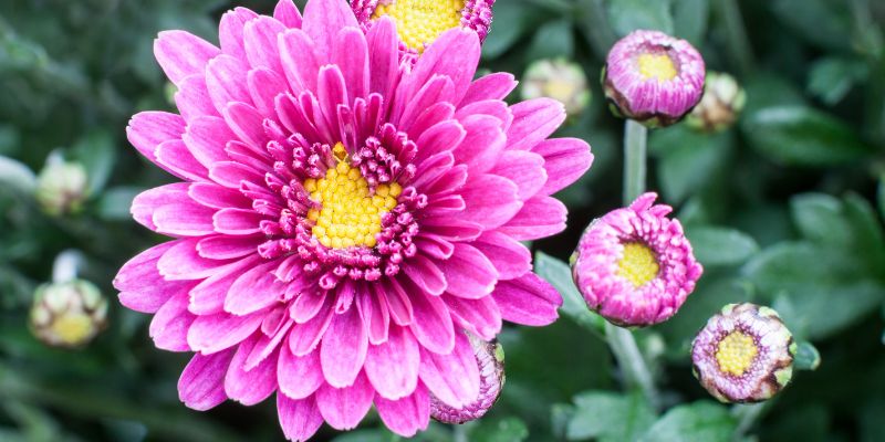 Understanding Chrysanthemum Plant Classification