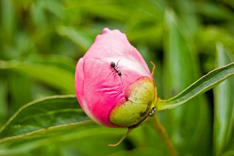 Ants And Peony Flowers – Debunking The Blooming Myth